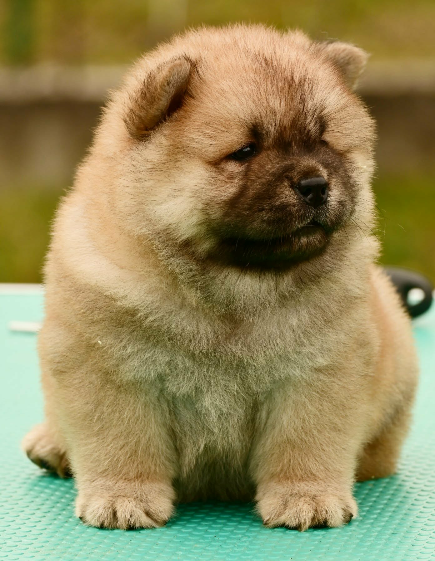 Chow Chow Cau Cau Čau Čau