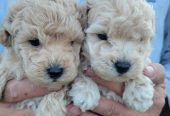 Maltipoo prelepi stenci