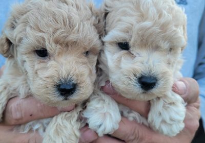 7bf3af2c-9058-49fa-a3d9-0b4b6cbb81bc-1