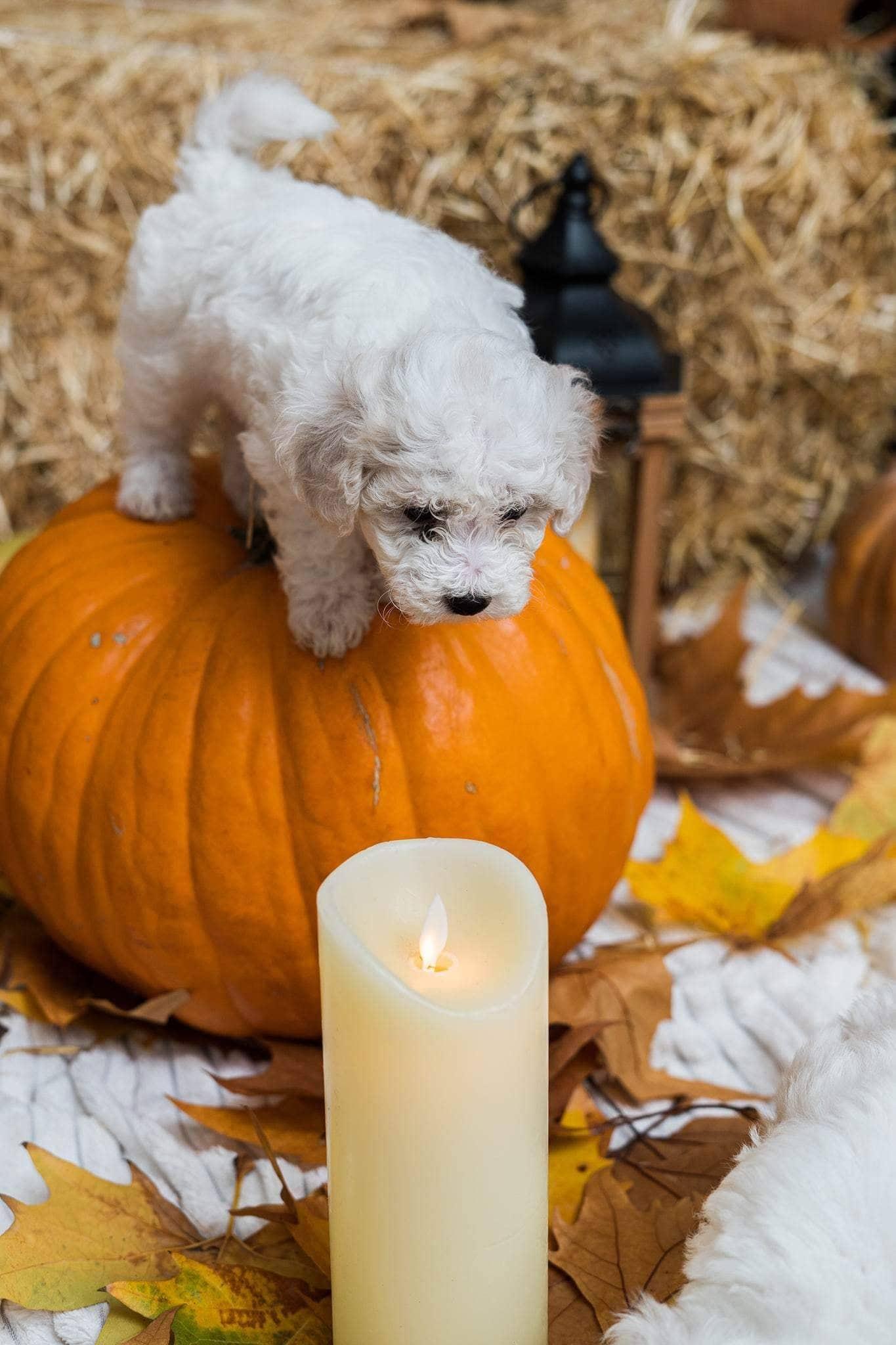 Kovrdžavi bišon štenci