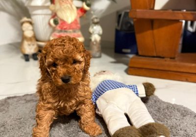 WhatsApp-Image-2025-11-30-at-16.19.22-1