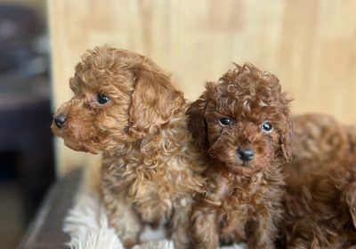 WhatsApp-Image-2025-12-22-at-19.02.10-1