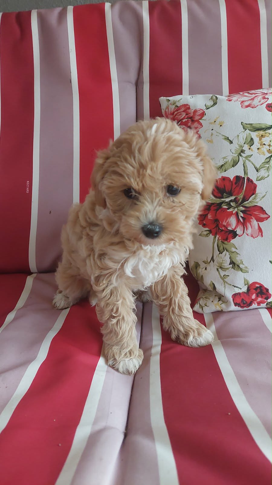 Maltipoo prelepi stenci