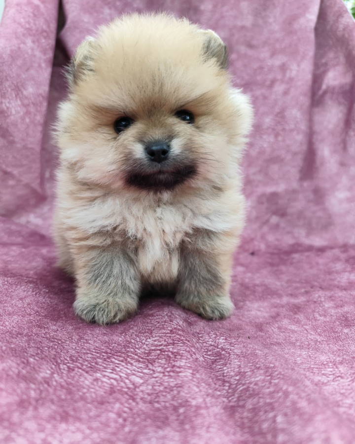 Veseli cistokrvni pomeranci spremni za novi dom