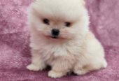 Veseli cistokrvni pomeranci spremni za novi dom