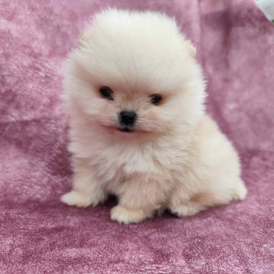 Veseli cistokrvni pomeranci spremni za novi dom