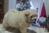 Na prodaju jedna devocica chow chow stara 50 dana