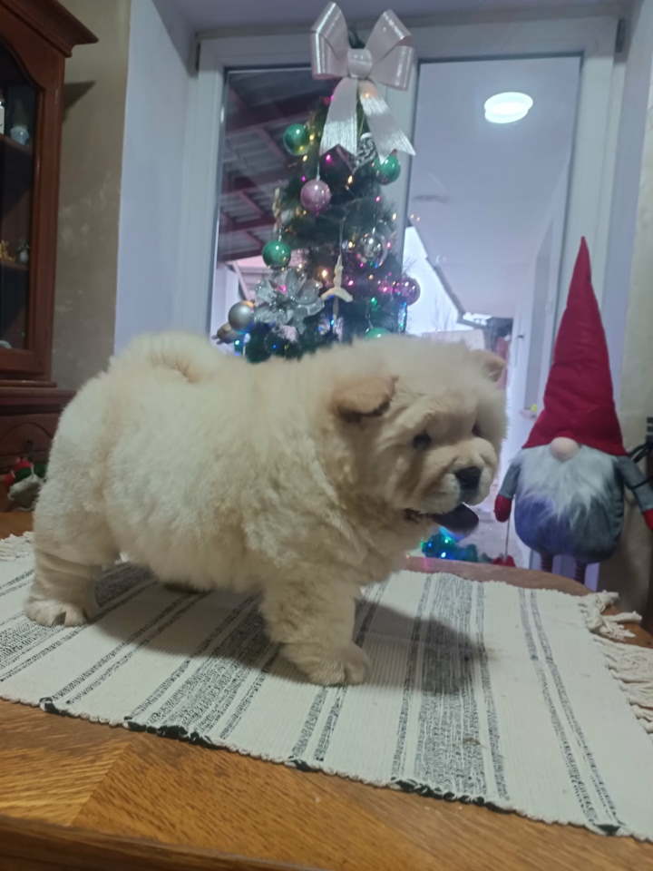 Na prodaju jedna devocica chow chow stara 50 dana