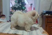 Na prodaju jedna devocica chow chow stara 50 dana