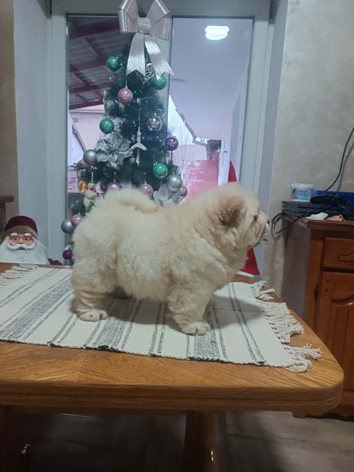 Na prodaju jedna devocica chow chow stara 50 dana