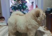 Na prodaju jedna devocica chow chow stara 50 dana