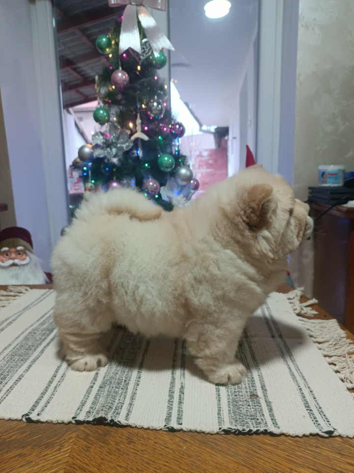 Na prodaju jedna devocica chow chow stara 50 dana