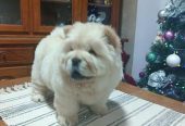 Na prodaju jedna devocica chow chow stara 50 dana