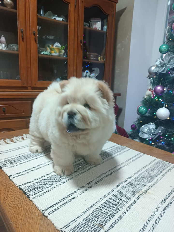 Na prodaju jedna devocica chow chow stara 50 dana