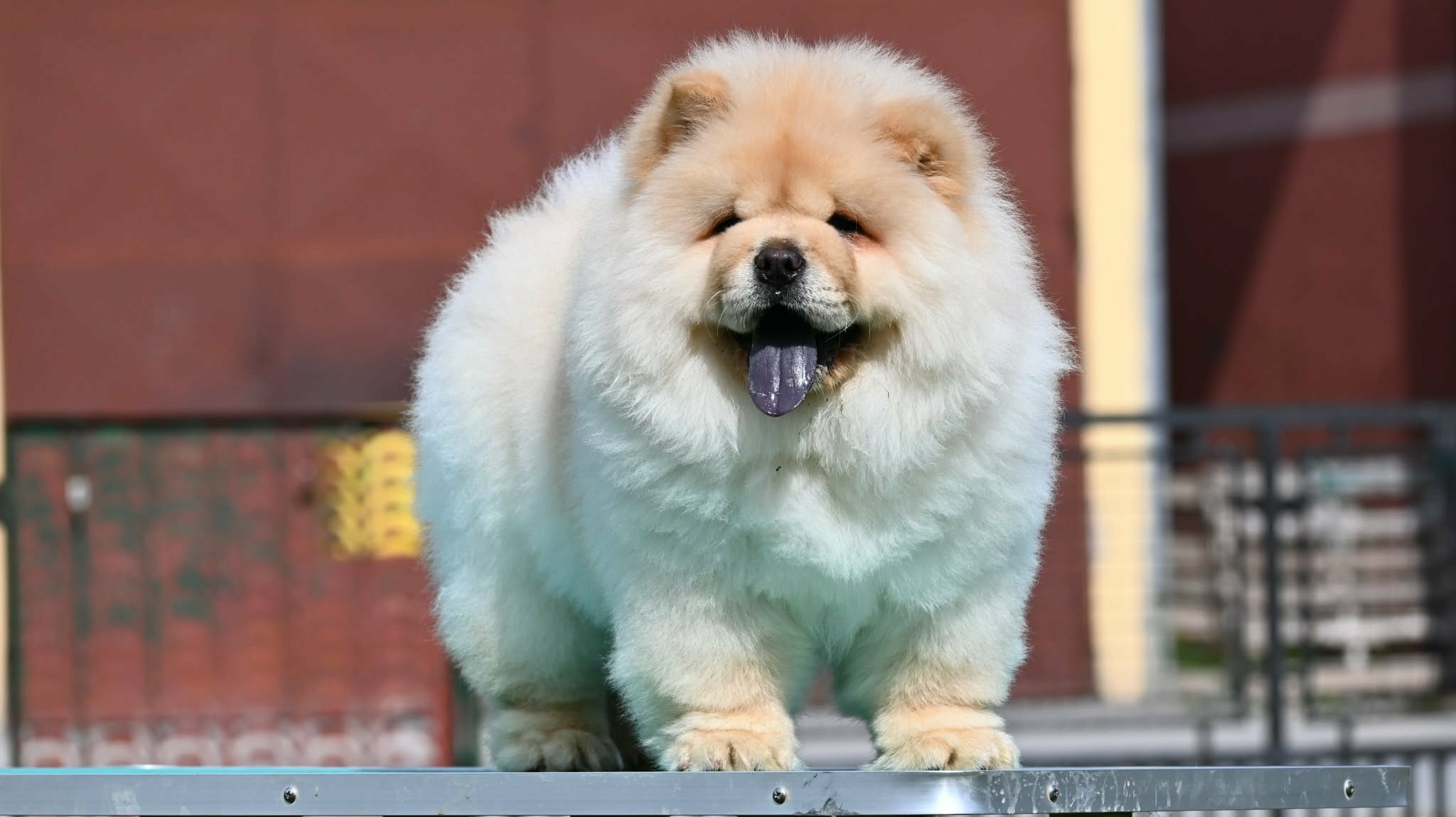 Chow Chow Cau Cau Čau Čau