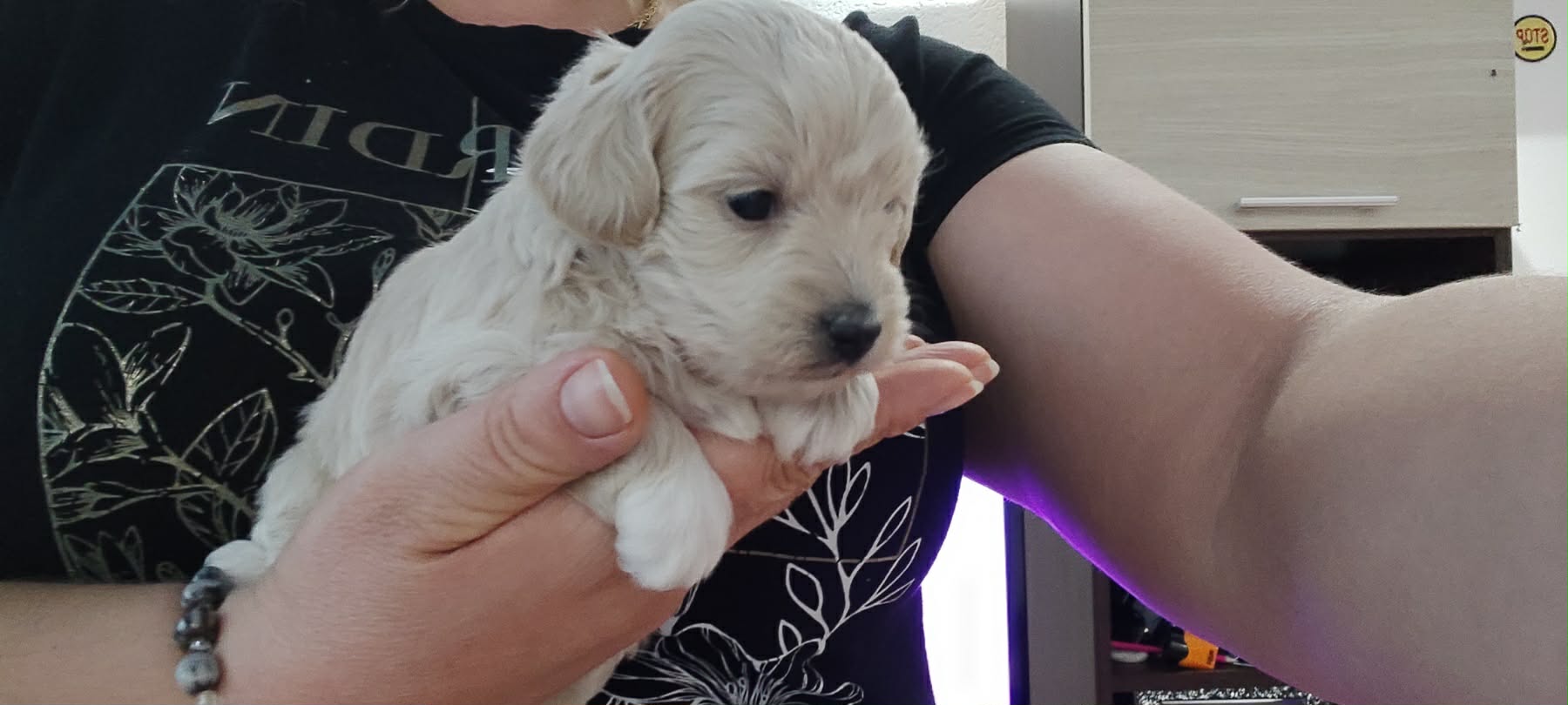 Maltipoo prelepi stenci