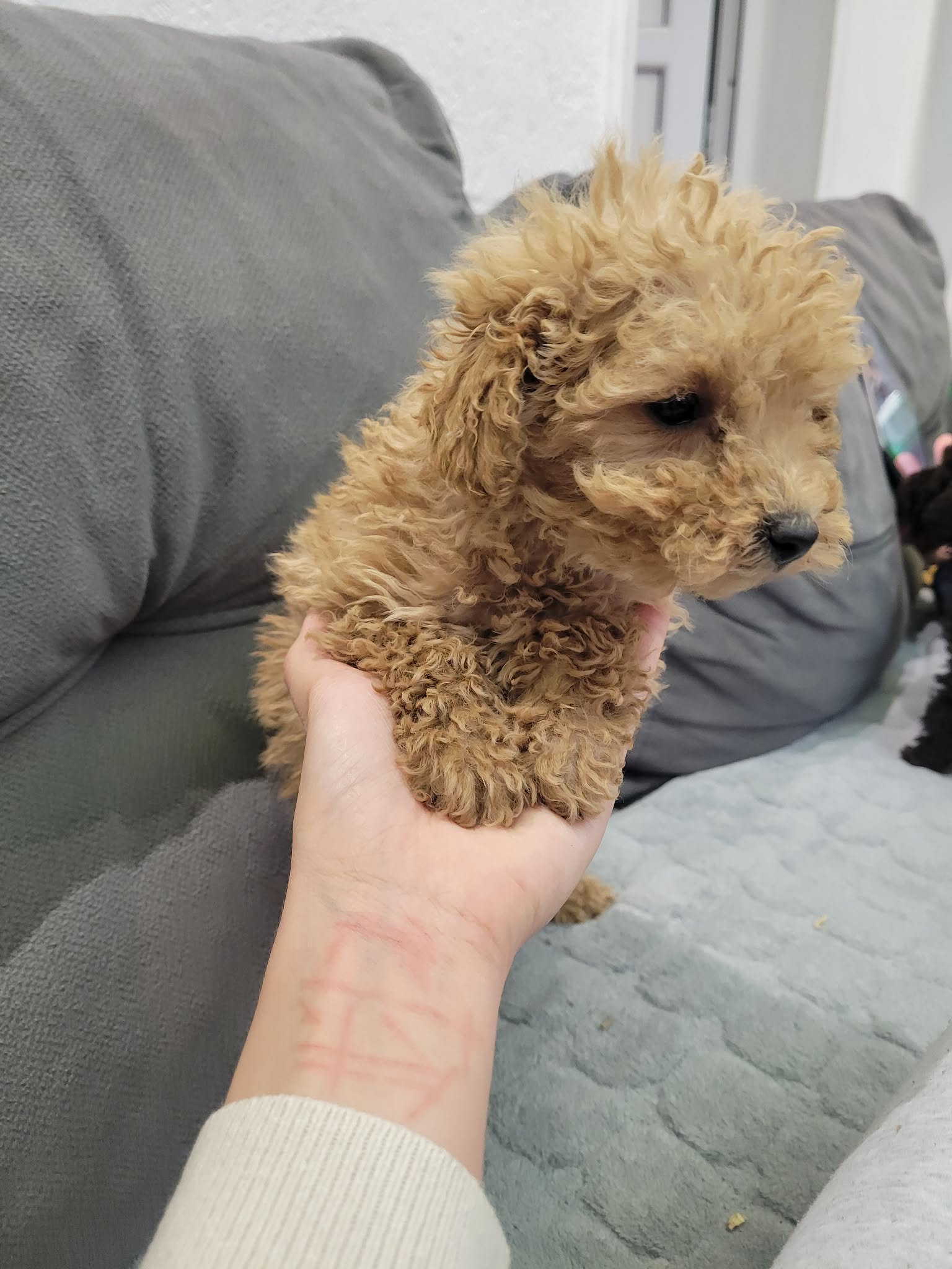 Toy Pudle na prodaju