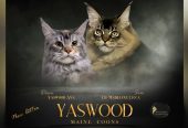Maine Coon macici vrhunskog porekla iz odgajivacnice Yaswood