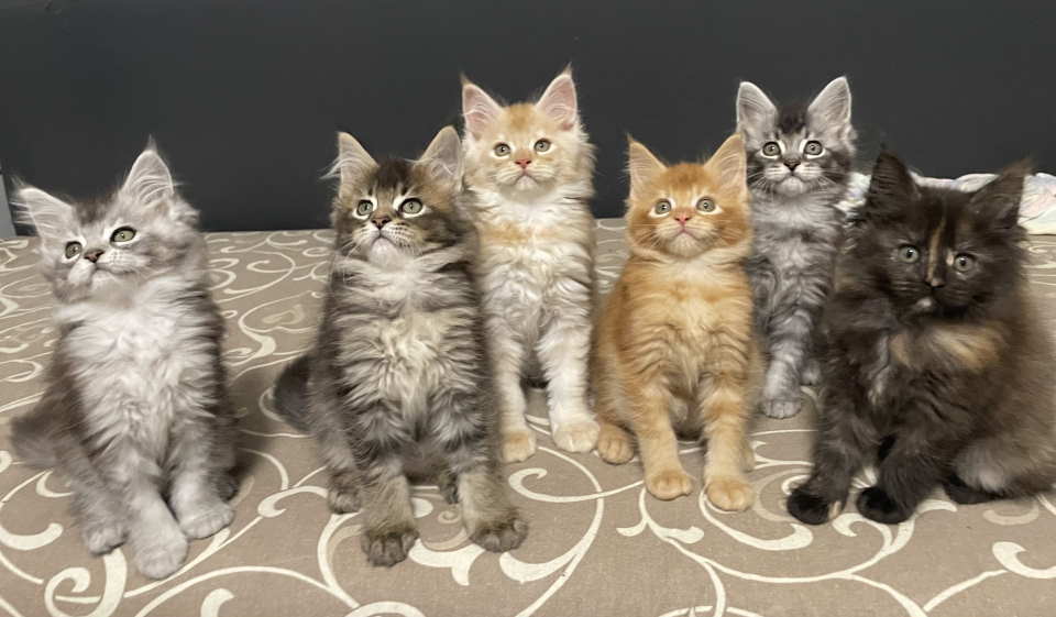 Maine Coon macici vrhunskog porekla iz odgajivacnice Yaswood