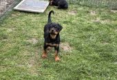 Na prodaju štenad Rottweilera vrhunskog porekla