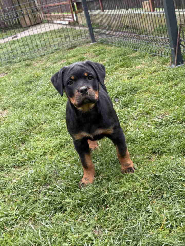 Na prodaju štenad Rottweilera vrhunskog porekla