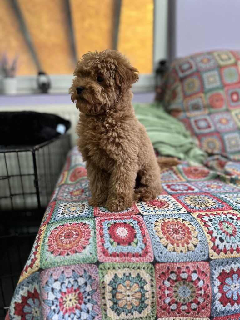 Toy Pudla prelepi štenci