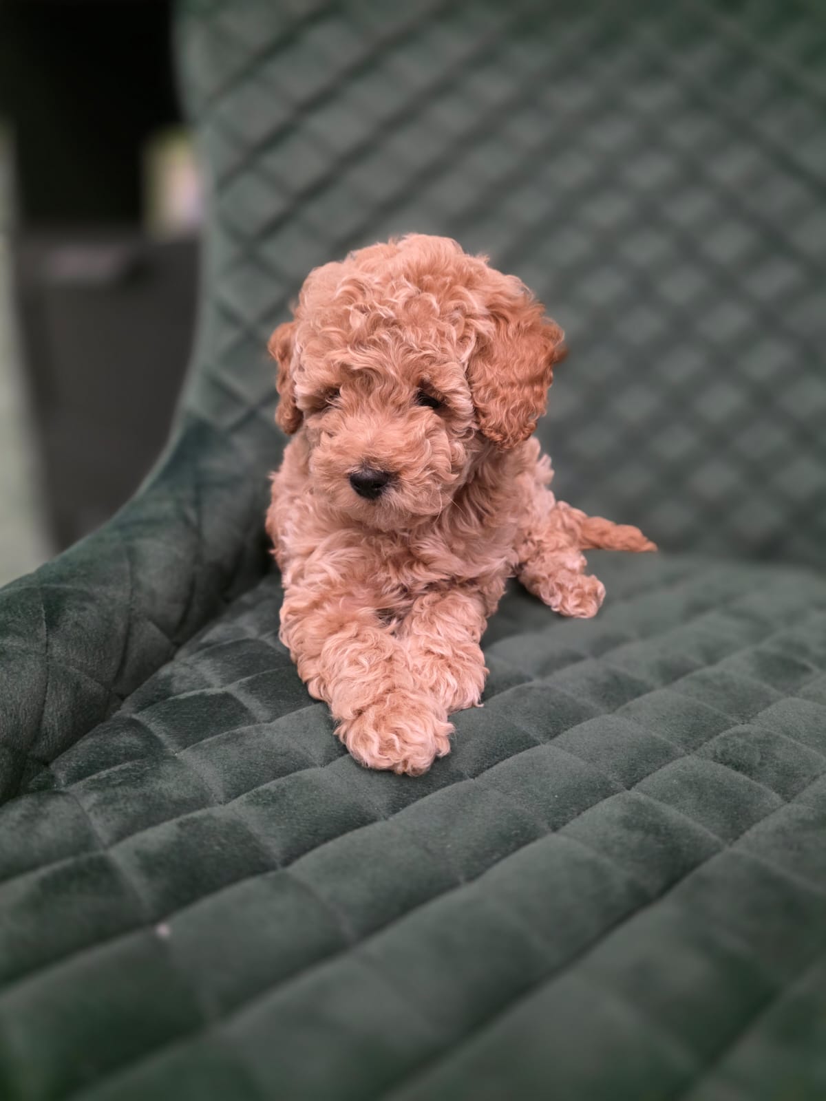 Patuljaste Pudle na prodaju