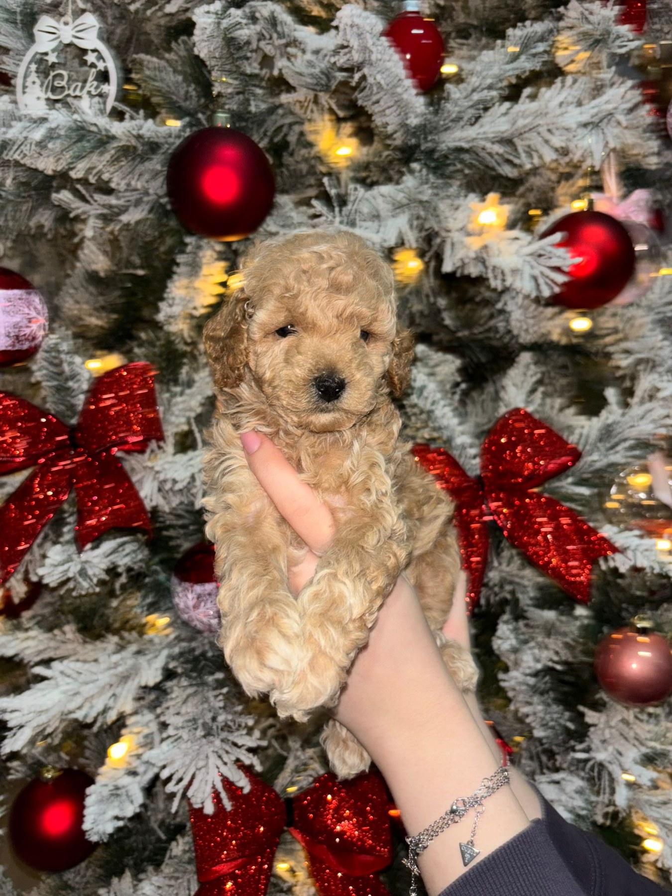 Patuljaste Pudle na prodaju