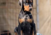 Prodaju se prelepi štenci dobermana