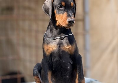 viber_slika_2025-09-05_14-35-23-741