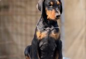 Prodaju se prelepi štenci dobermana