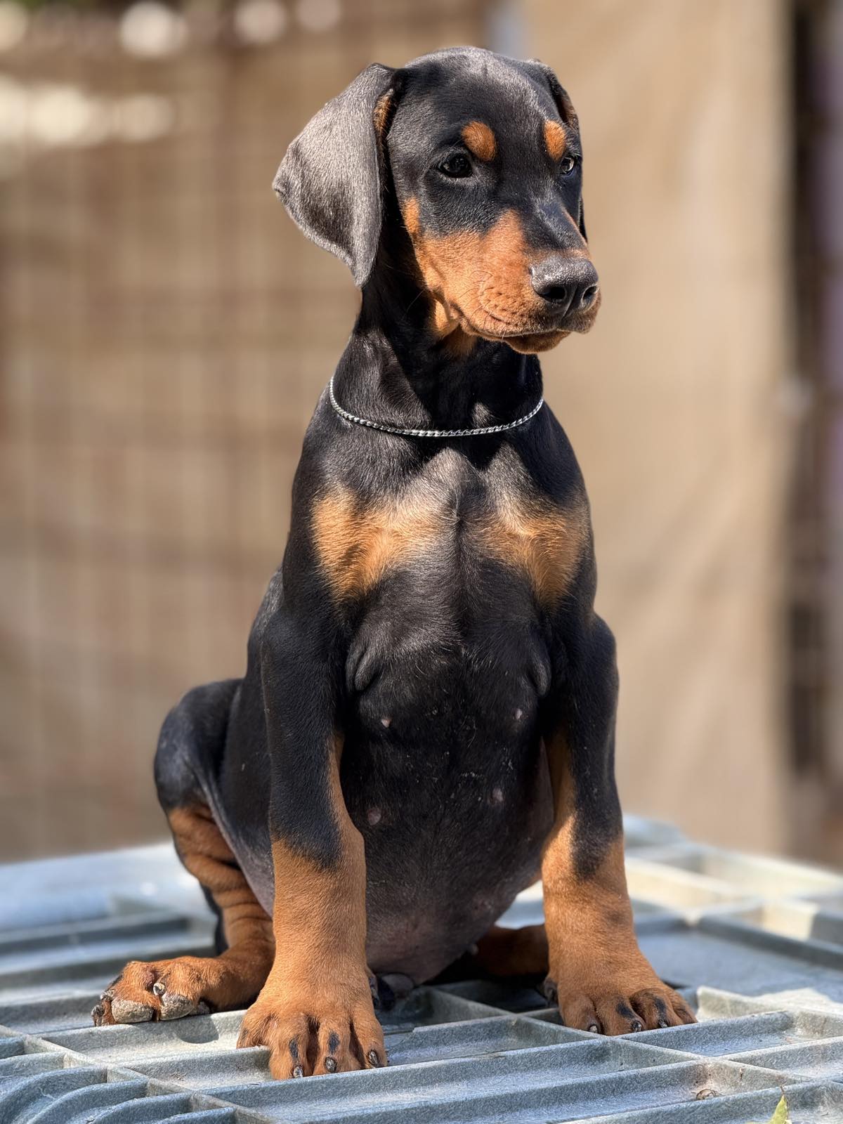 Prodaju se prelepi štenci dobermana