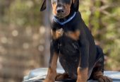 Prodaju se prelepi štenci dobermana