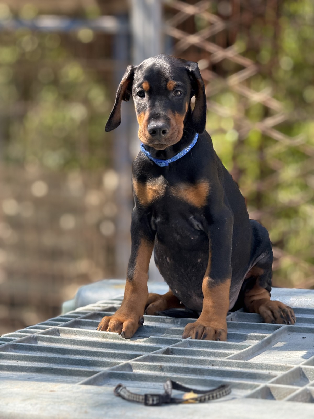 Prodaju se prelepi štenci dobermana