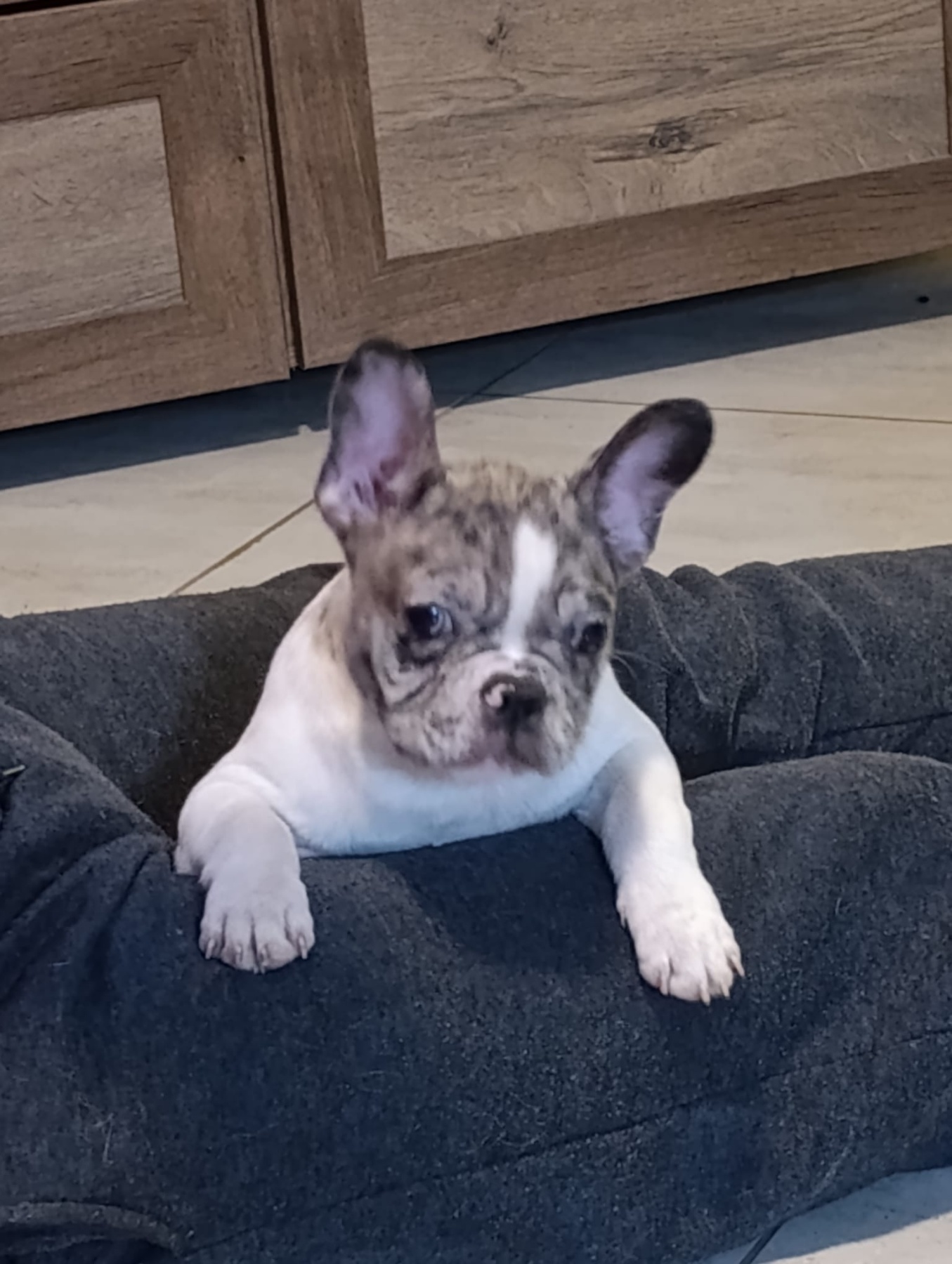 Stenad francuskog buldoga dva merle muzjaka 3.5 meseca