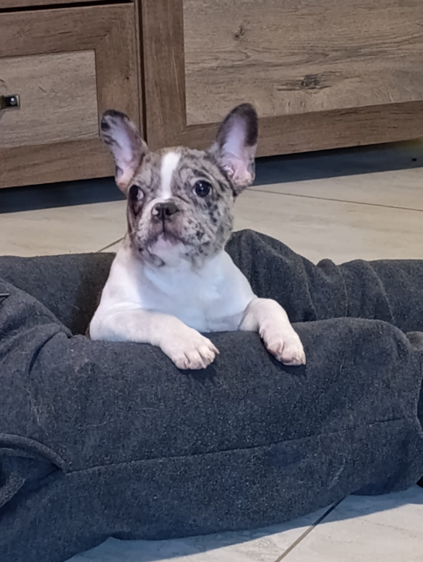 Stenad francuskog buldoga dva merle muzjaka 3.5 meseca