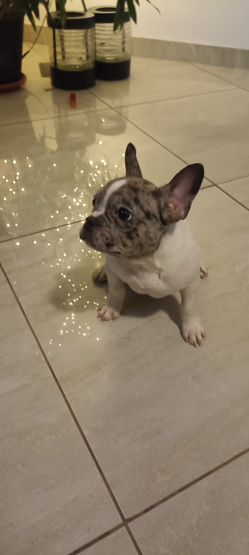 Stenad francuskog buldoga dva merle muzjaka 3.5 meseca