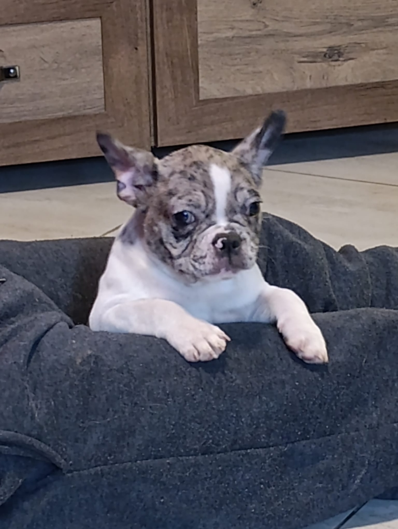 Stenad francuskog buldoga dva merle muzjaka 3.5 meseca