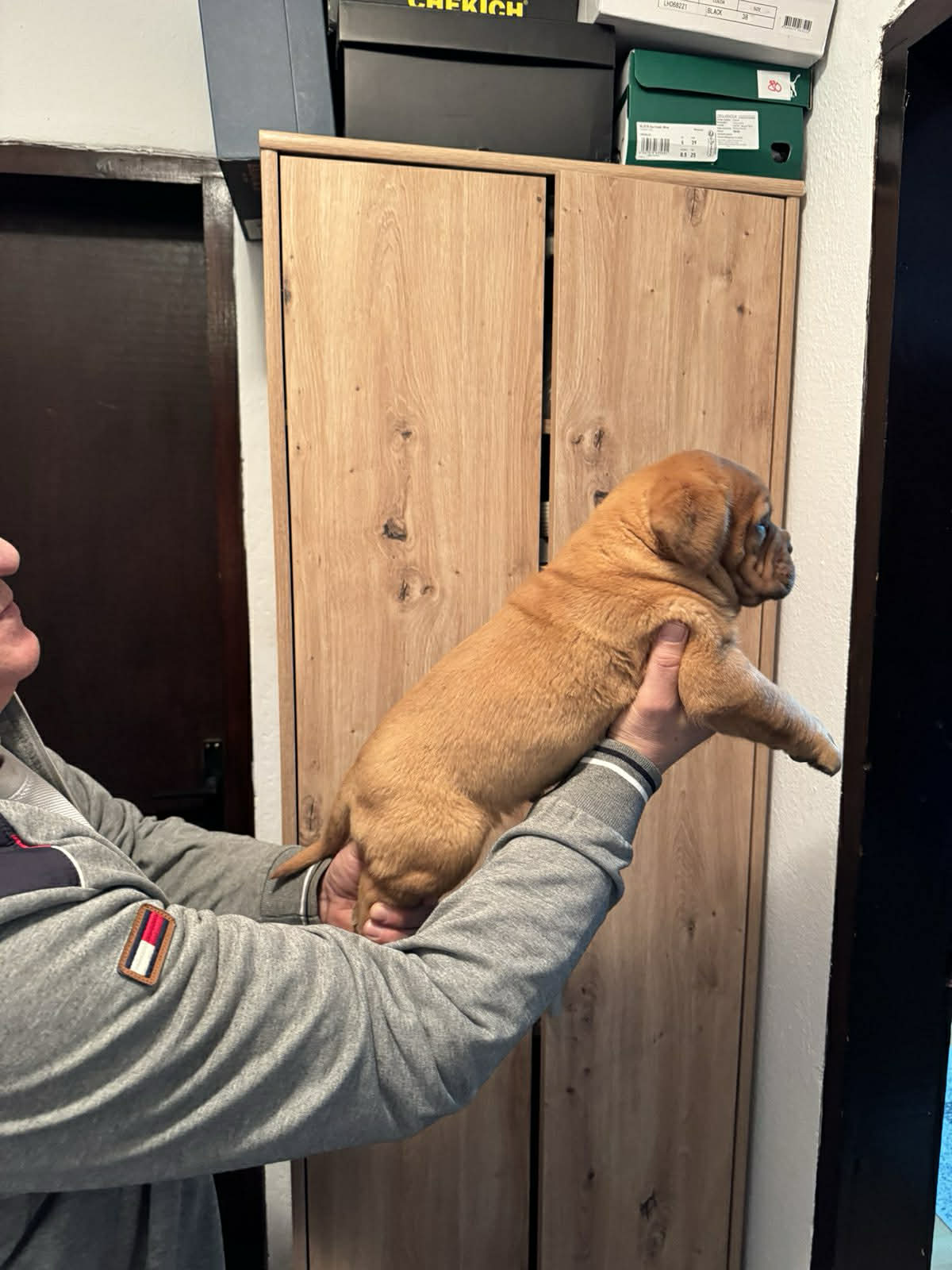 Bordoška doga štenci