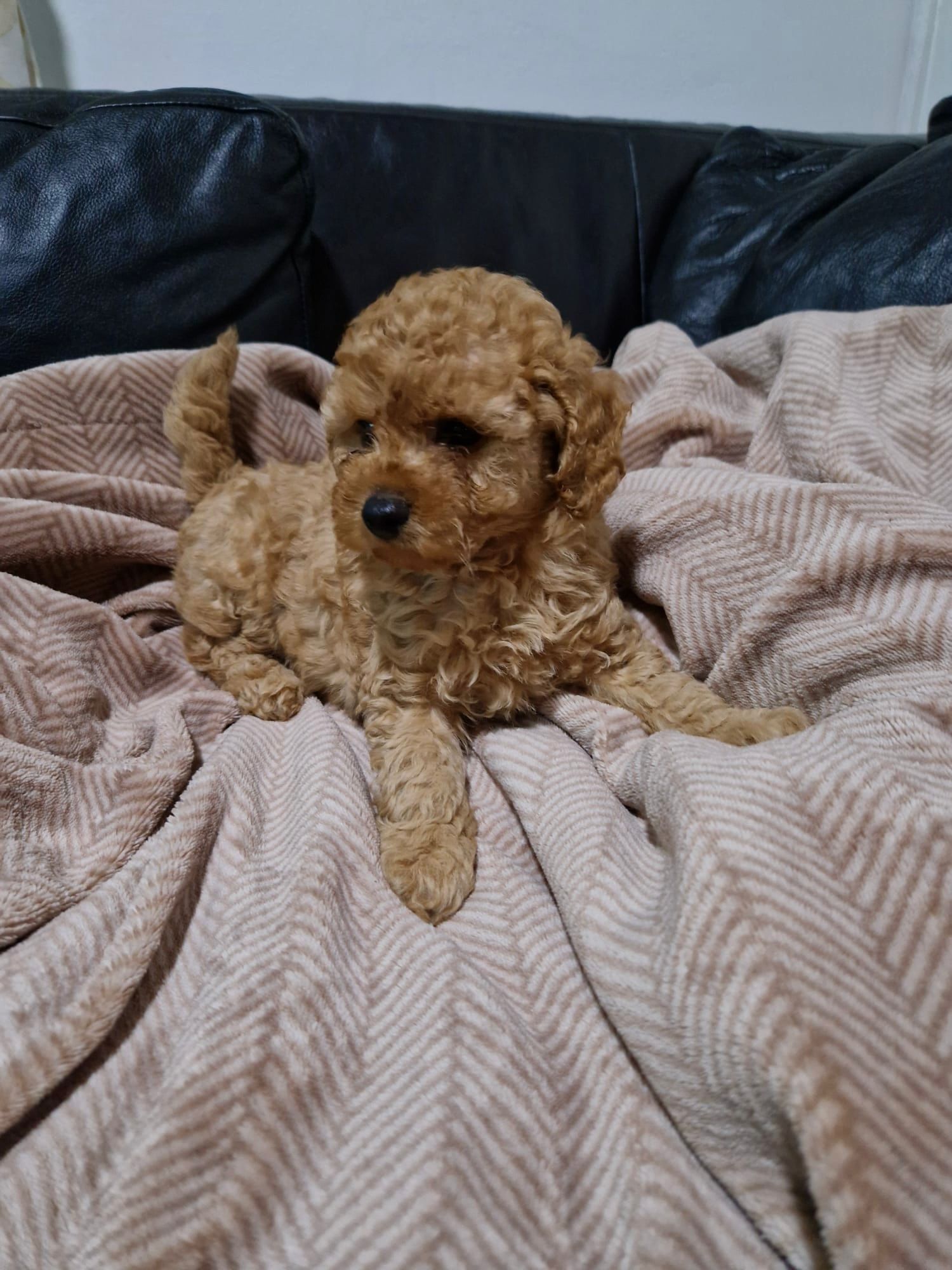 Crvena Toy Pudla prelepi štenci