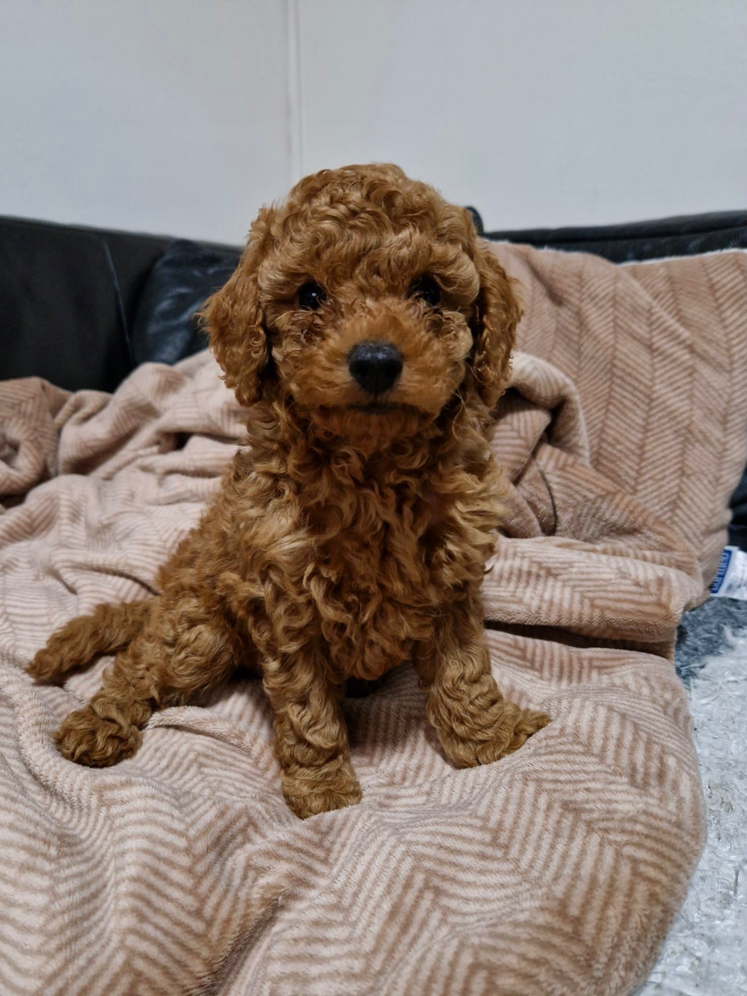 Crvena Toy Pudla prelepi štenci