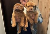 Bordoska Doga (Dogue de Bordeaux) prelepi stenci