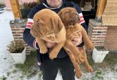 Bordoska Doga (Dogue de Bordeaux) prelepi stenci