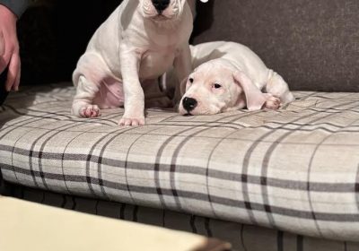 1-dogoargentinoS0126