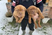 Bordoska Doga (Dogue de Bordeaux) prelepi stenci