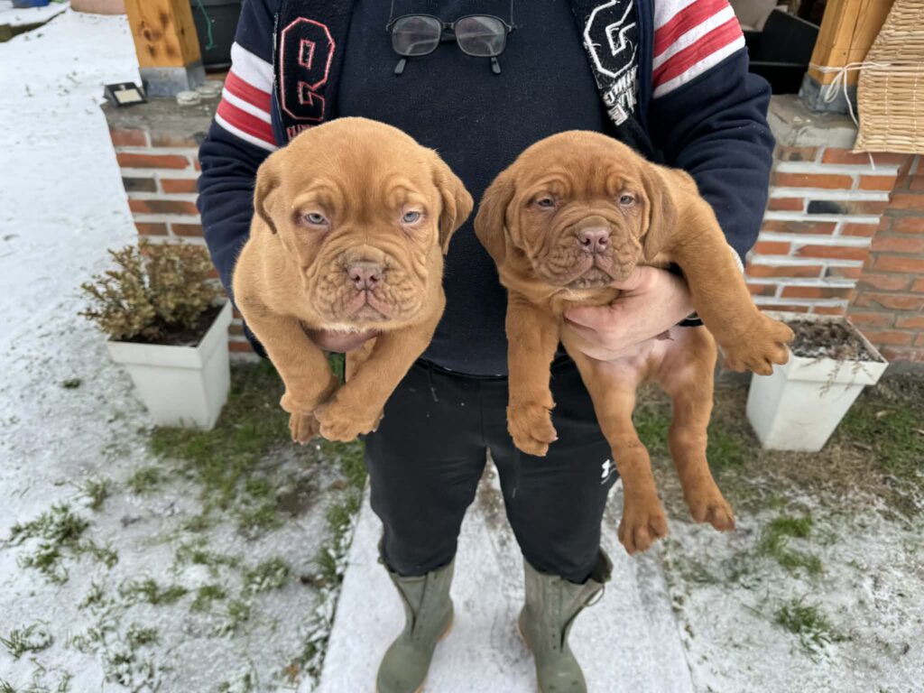 Bordoska Doga (Dogue de Bordeaux) prelepi stenci