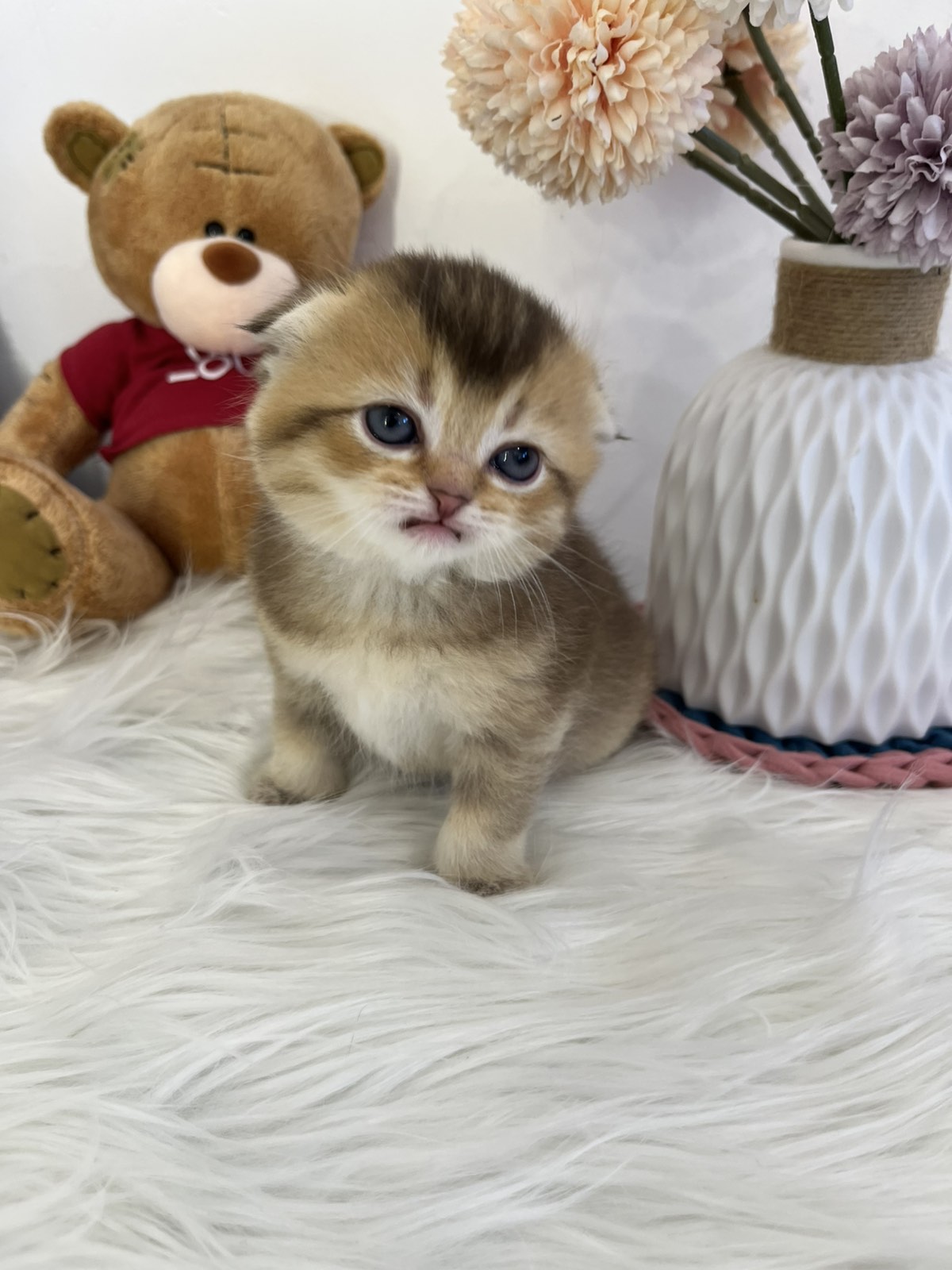 Skotski fold i straight mace