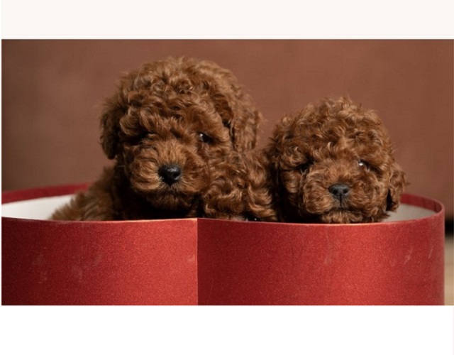 Crvene patuljaste i toy pudle