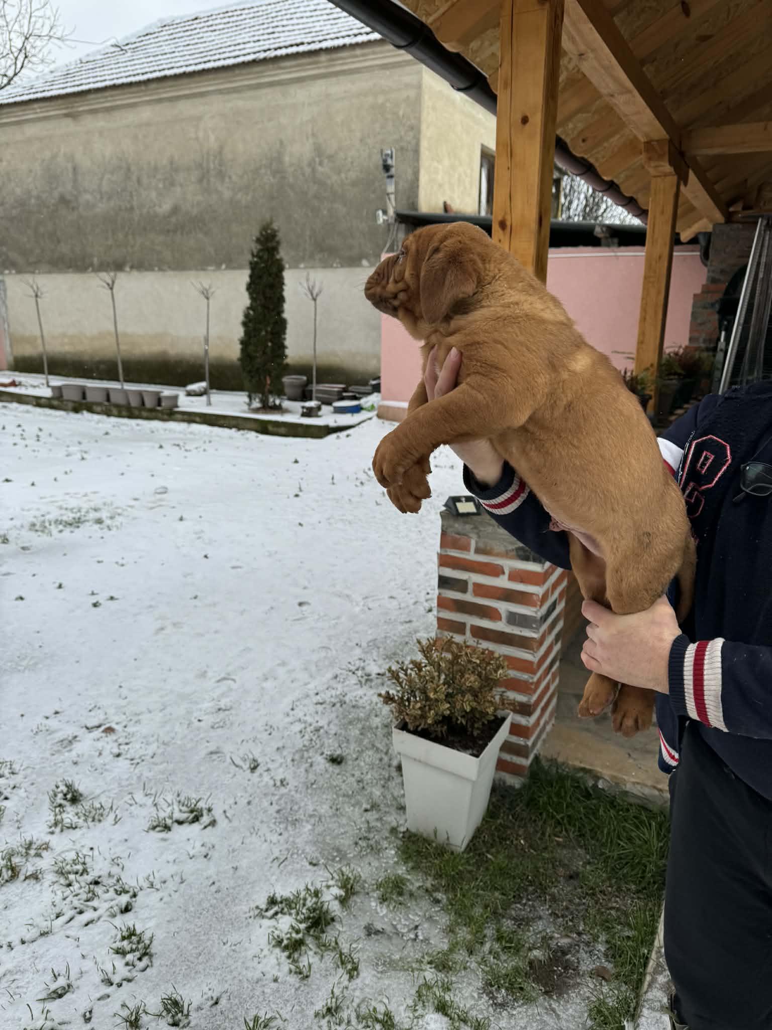 Bordoška doga štenci
