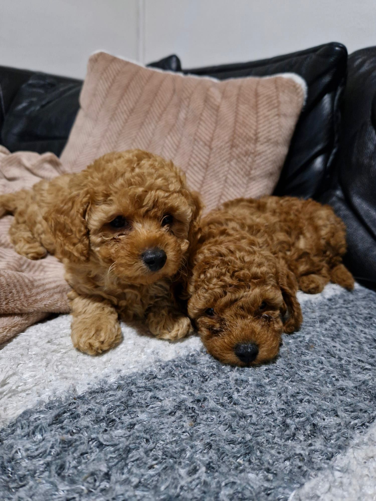 Crvena Toy Pudla prelepi štenci